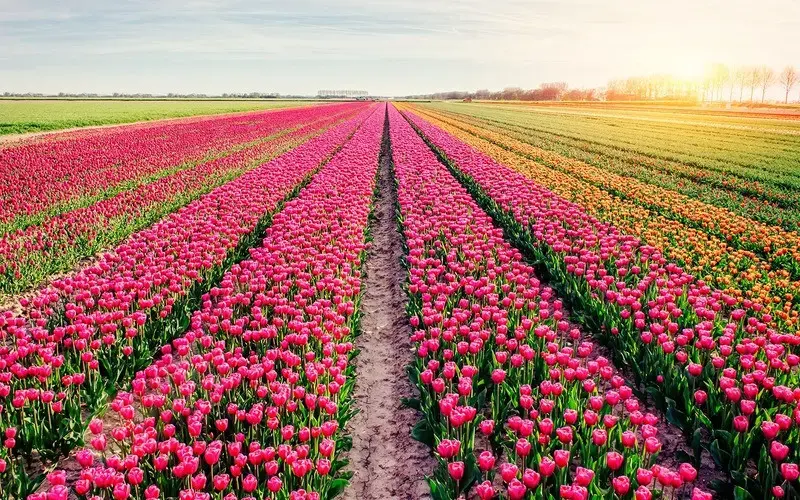 TOUR 10N09Đ - LỄ HỘI HOA TULIP - ĐỨC - HÀ LAN - BỈ - PHÁP - THỤY SĨ - Ý - BAY THẲNG VIETNAM AIRLINES