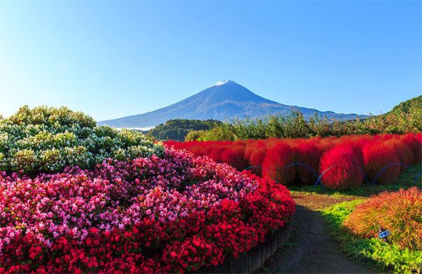 TOUR CHARTER NHẬT BẢN: OSAKA – KYOTO – NAGOYA – FUJI – YAMANASHI